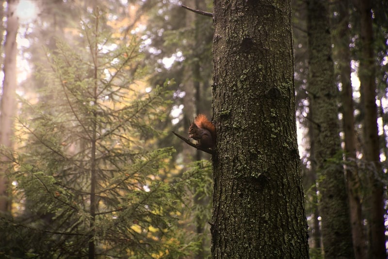 Benefits of Nature Walks